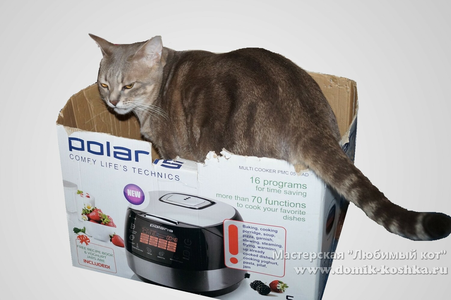 кот в коробке